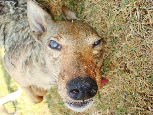 Closeup of female coyote from Georgia Closeup of female coyote from Georgia