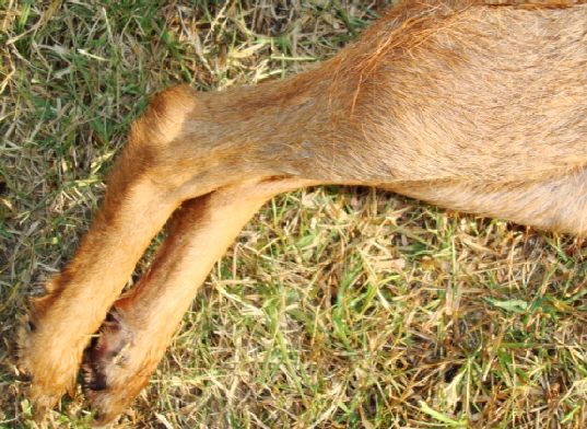 Back legs of female coyote from Georgia Back legs of female coyote from Georgia