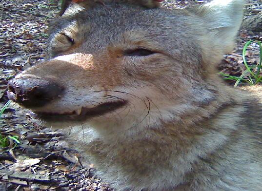 Front facial view of Coyote from Georgia Front facial view of Coyote from Georgia